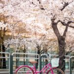 Twój przewodnik krok po kroku jak odpowietrzyć hamulce w rowerze – poradnik dla systemów Shimano, Kross i hamulców tarczowych
