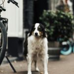 Transporter dla psa na rower – jak wybrać idealny model dla Twojego zwierzaka?